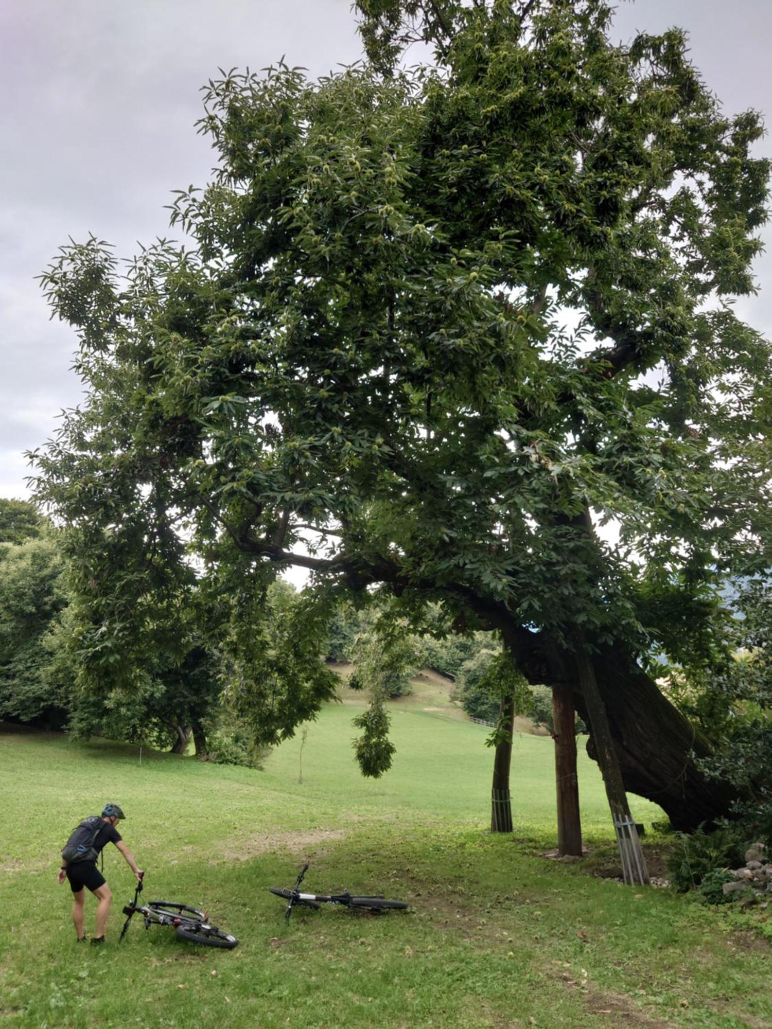Appartamenti Villa Belvedere Arco Eksteriør bilde